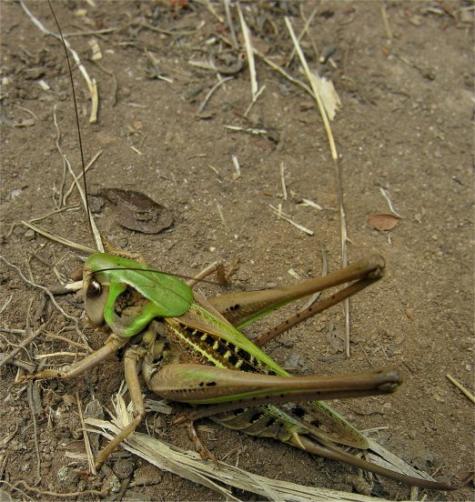 ensifero -  Decticus verrucivorus